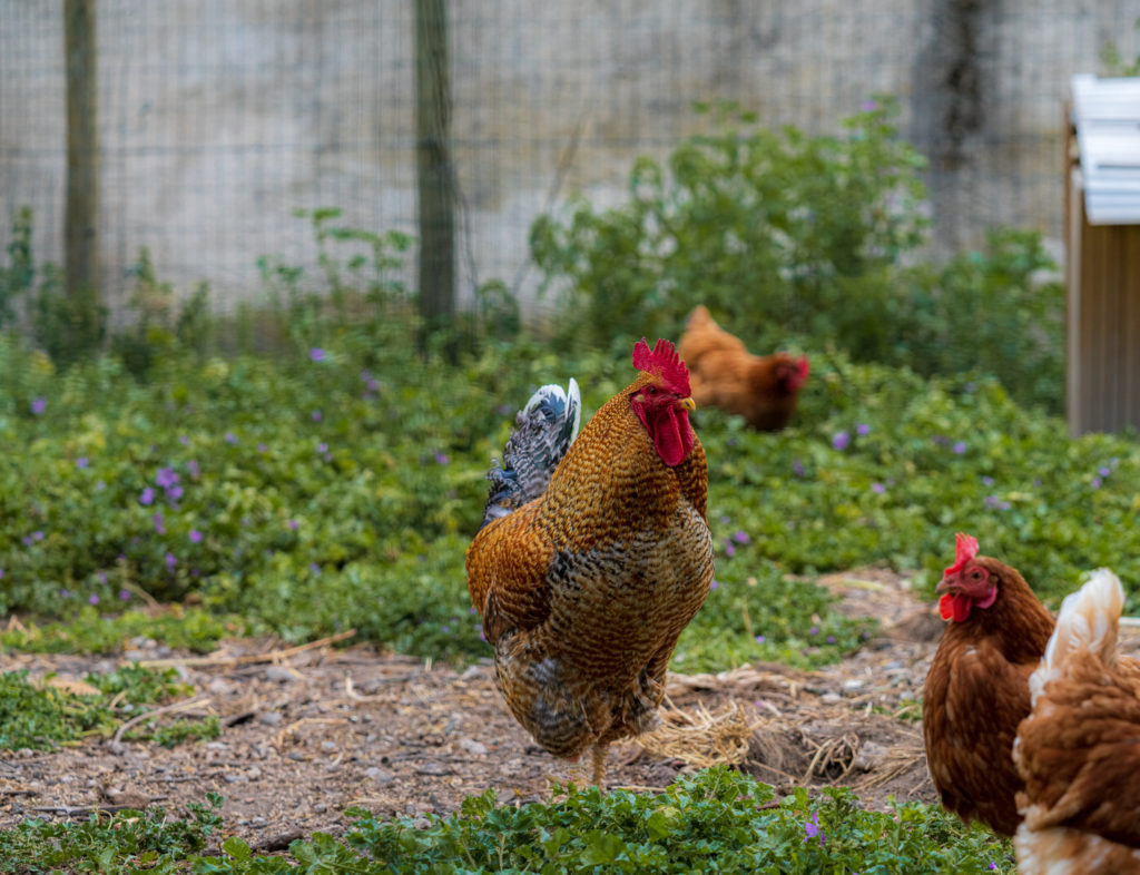 VISITE LUDIQUE DE LA FERME